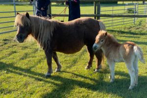 shetland pony news