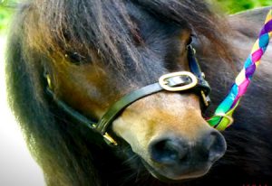 shetland pony news