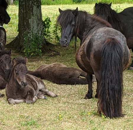 shetland pony news