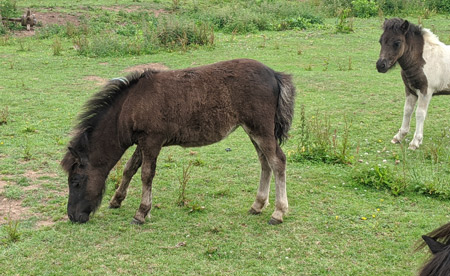 shetland pony news