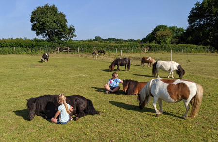 shetland pony news