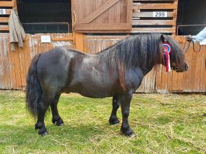 shetland pony news