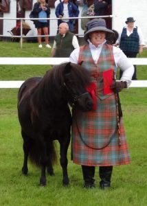 shetland pony news