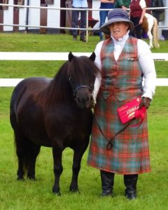 shetland pony news