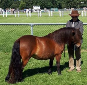 shetland pony news