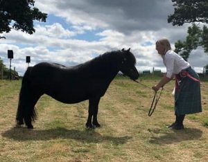 shetland pony news