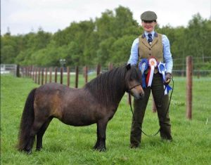 shetland pony