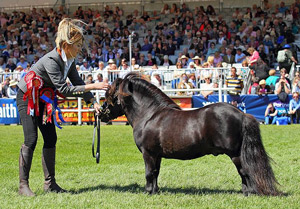 shetland pony