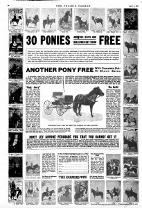 shetland pony news