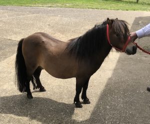 miniature Shetland pony for sale