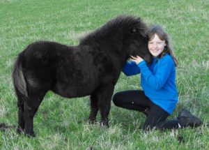 shetland pony