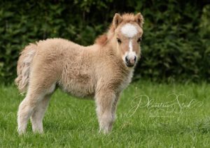 shetland pony