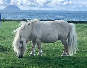 shetland pony