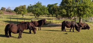 shetland pony