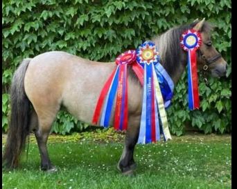 shetland pony news