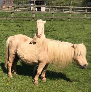 shetland pony