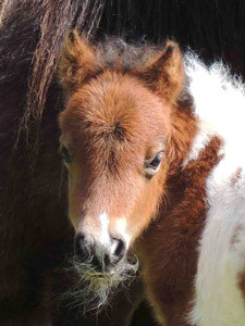 shetland pony