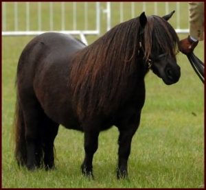 shetland pony