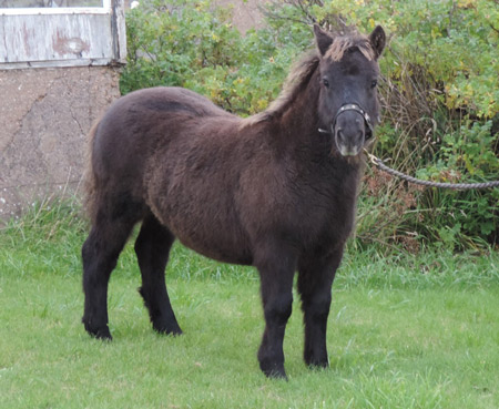 shetland pony foal