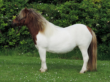 shetland pony for sale