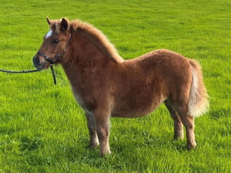 shetland pony news