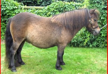 shetland pony