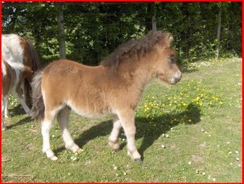 shetland pony for sale