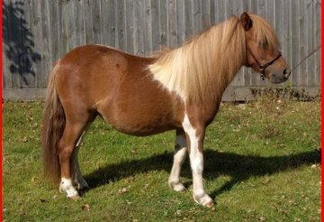 shetland pony