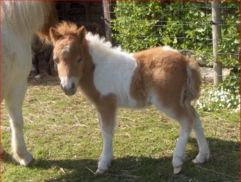 shetland pony for sale