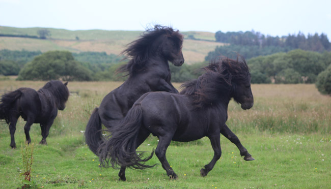 Transy Stallions at play