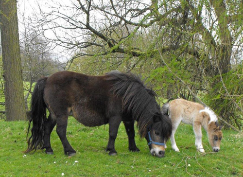 shetland pony news