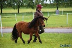 shetland pony news