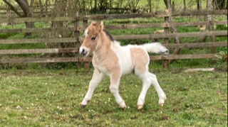 shetland pony foal