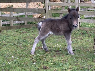 shetland pony foal