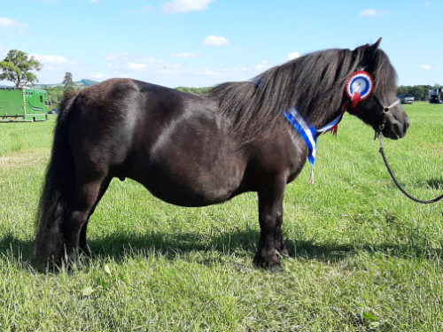 Shetland Pony Champion