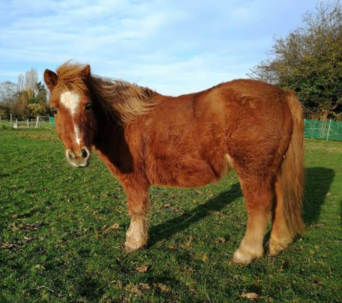 shetland pony