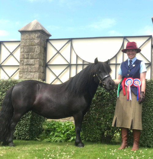 Hools shetland pony news