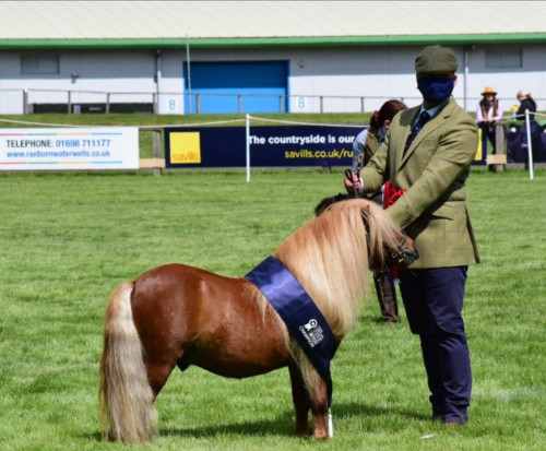 shetland pony news