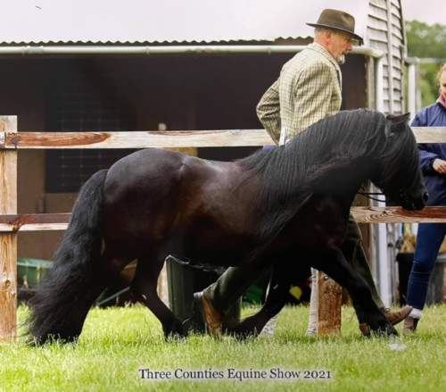 shetland pony news