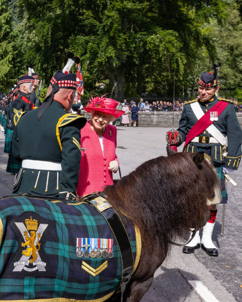 shetland pony news