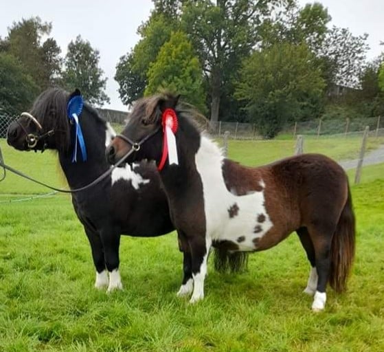 shetland pony news