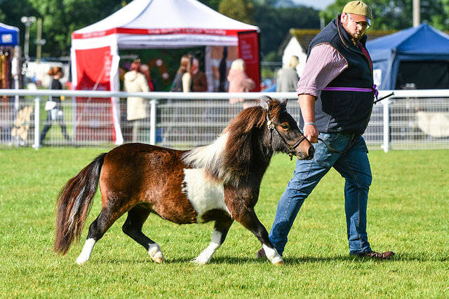 shetland pony news