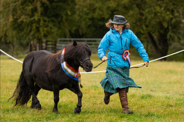 shetland pony show news