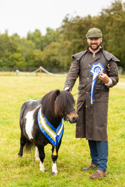 shetland pony news