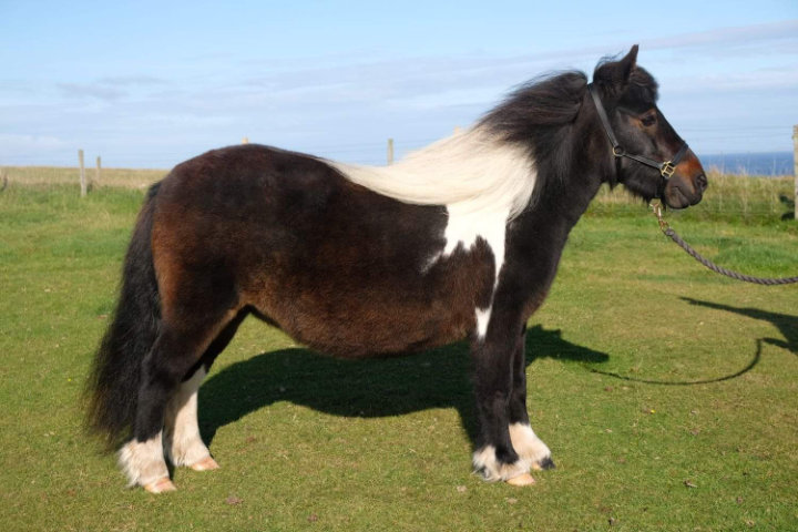 shetland pony lerwick sale