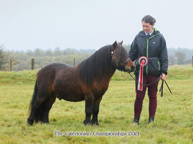 shetland pony news