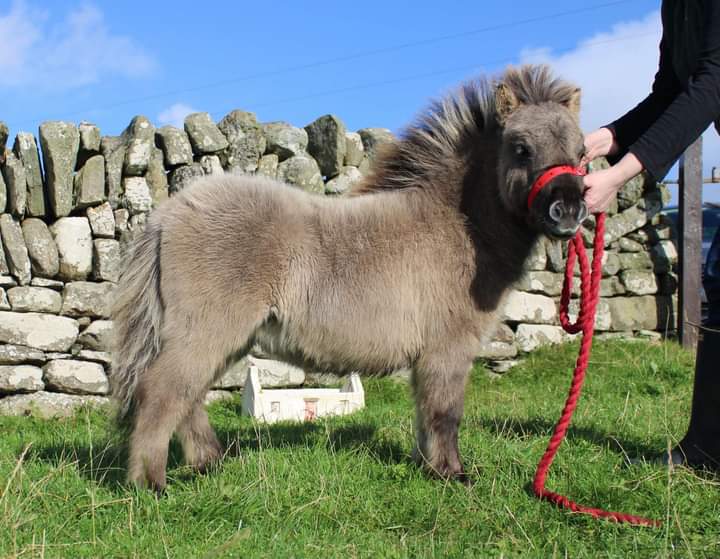 shetland pony lerwick sale