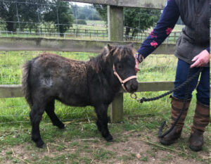 shetland pony