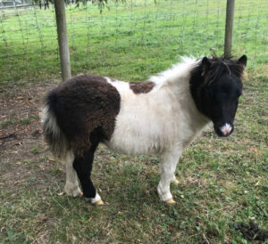 shetland pony