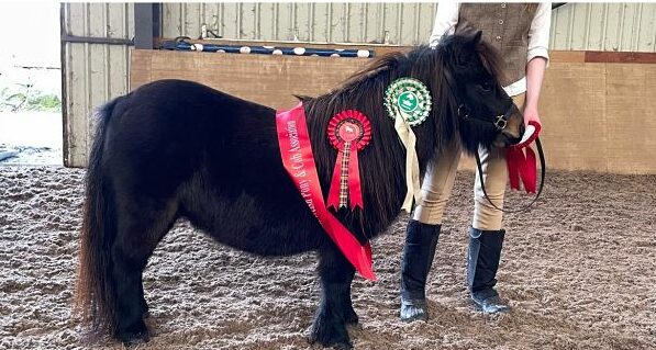 shetland pony news